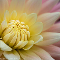 Buy canvas prints of Cactus or Semi-Cactus Yellow and pink Dahlia by Dave Collins