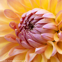 Buy canvas prints of Pink and Orange Cactus dahlia Flower in bloom by Dave Collins