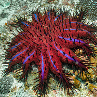 Buy canvas prints of Crown of Thorns Starfish (Purple Variant) in the Strait of Hormuz, Musandam, Oman by Dave Collins