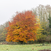 Buy canvas prints of Tree in full autumn colours in the Scottish Borders, UK by Dave Collins