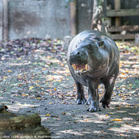 Buy canvas prints of Pygmy hippopotamus at Edinburgh Zoo, Edinburgh, Scotland by Dave Collins