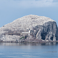 Buy canvas prints of Bass Rock Lighthouse and Nature Reserve in the Firth of Forth, Bass Rock, Scotland by Dave Collins