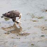 Buy canvas prints of Bald Eagle eating discarded fish processing waste in Seldovia, Alaska, USA by Dave Collins