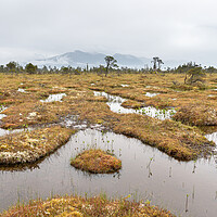 Buy canvas prints of The Petersburg muskeg (Peat Bog) with clouds skirting the mountains behind, Alaska, USA by Dave Collins