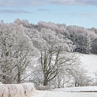 Buy canvas prints of Snow Covered trees and fields in the Scottish Borders by Dave Collins