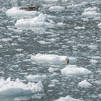 Buy canvas prints of Harbour Seal in an ice flow in its natural environment, College Fjord, Alaska, USA by Dave Collins
