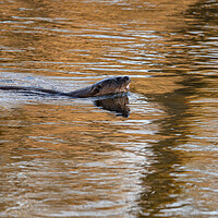 Buy canvas prints of Otter In The Teviot River in early morning sun in the Scottish Borders, UK by Dave Collins