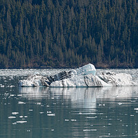 Buy canvas prints of Strangely shaped growler (little iceberg) floating in College Fjord in Alaska, USA by Dave Collins
