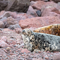 Buy canvas prints of Grey Seal female on the beach at St Abbs Head, Scotland by Dave Collins