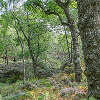 Buy canvas prints of Trees and undergrowth in Glenborrodale Nature Reserve, in Scotland by Dave Collins