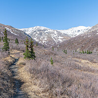 Buy canvas prints of Savage River Alpine Trail in Denali National Park, Alaska, USA by Dave Collins
