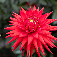 Buy canvas prints of Red  Cactus dahlia Flower in bloom by Dave Collins