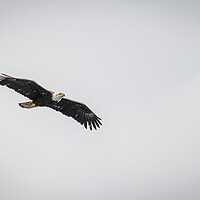 Buy canvas prints of Bald Eagle in Flight, Alaska, USA by Dave Collins
