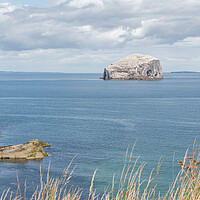 Buy canvas prints of Bass Rock Nature Reserve in the Firth of Forth, Bass Rock, Scotland by Dave Collins