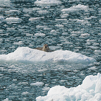 Buy canvas prints of Harbour Seal on an ice flow in its natural environment, College Fjord, Alaska, USA by Dave Collins