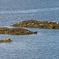 Buy canvas prints of Grey Seals resting on a rocky islands in Loch Sunart from the Garbh Eilean Wildlife Viewing hide by Dave Collins