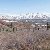 Buy canvas prints of Edge of Tree line and Tundra in Denali National Park with snow covered mountains behind, Alaska, USA by Dave Collins