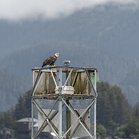 Buy canvas prints of Bald Eagle sitting on a Harbour Light Tower in Sitka, Alaska, USA by Dave Collins