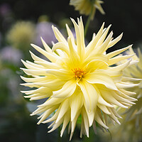 Buy canvas prints of Yellow Cactus dahlia Flower in bloom by Dave Collins