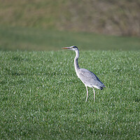 Buy canvas prints of Heron in a field in the Scottish Borders, UK by Dave Collins
