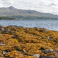 Buy canvas prints of The coastline of Sea Loch Sunart at Low Tide in the Highlands by Dave Collins