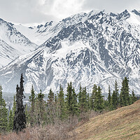 Buy canvas prints of Trees in a Valley with snow covered mountains behind in Alaska, USA by Dave Collins