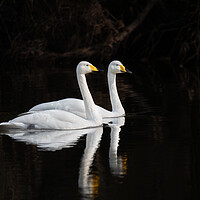 Buy canvas prints of Whooper Swans Reflections on the river Teviot, Scottish Borders, United Kingdom by Dave Collins