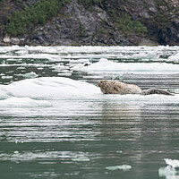 Buy canvas prints of Harbour Seal on a growler (small iceberg) in an ice flow, Alaska, USA by Dave Collins