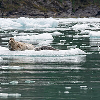 Harbour Seal on Alaskan Ice