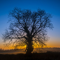 Buy canvas prints of Sunrise Behind Tree by Dave Collins