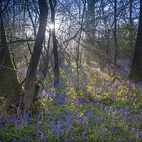 Buy canvas prints of Sunrise in a Bluebell Wood, England by Dave Collins