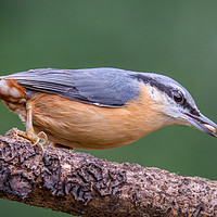 Buy canvas prints of Nuthatch by Dave Collins