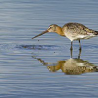 Buy canvas prints of Black Tailed Godwit by Dave Collins