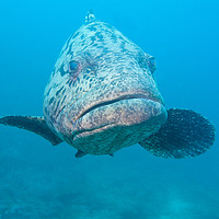 Buy canvas prints of Inquisitive Grouper by Dave Collins