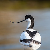 Buy canvas prints of Avocet by Dave Collins