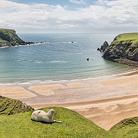 Buy canvas prints of A Sheep on the cliffs at Malin Beg Beach, Ireland by Dave Collins