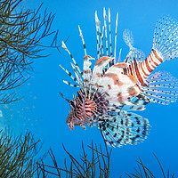 Buy canvas prints of Lionfish, Red Sea, Egypt by Dave Collins