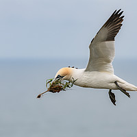 Buy canvas prints of Gannet in Flight with Nesting Material by Dave Collins
