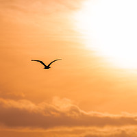 Buy canvas prints of Bird Silhouette flying towards the rising sun at d by Dave Collins