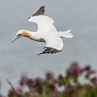 Buy canvas prints of Gannet in Flight by Dave Collins