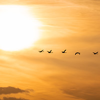 Buy canvas prints of Flying Swan Silhouettes at Sunrise by Dave Collins