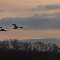 Buy canvas prints of Flying Swan Silhouettes at Sunrise by Dave Collins