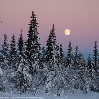 Buy canvas prints of Winter Moonrise in Northern Finland by Dave Collins