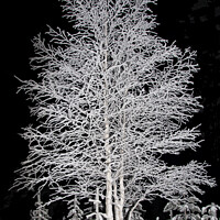 Buy canvas prints of Snow covered Tree, Arctic Winter, Finland by Dave Collins