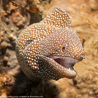 Buy canvas prints of White Mouth Moray Eel, Bali, Indonesia by Dave Collins