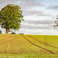Buy canvas prints of Winter Barley, showing in September, Scottish Borders, Scotland by Dave Collins