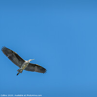 Buy canvas prints of Grey Heron in Flight by Dave Collins