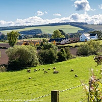 Buy canvas prints of Sheep grazing in the Teviot Valley, Scottish Borders by Dave Collins