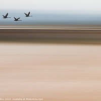 Buy canvas prints of Silhouette Swans Flying - ICM Background by Dave Collins