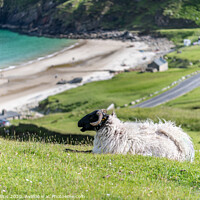 Buy canvas prints of A sheep overlooking Keem Bay, Achill Island, Co Ma by Dave Collins